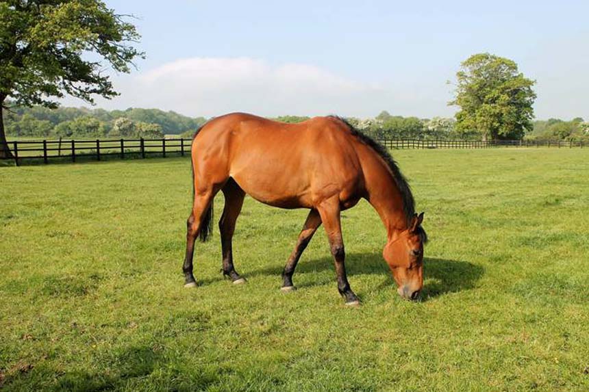 Cole Harden gets a taste of Greatwood's grass