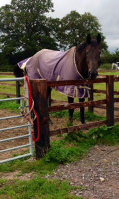 Huggy in retirement 
